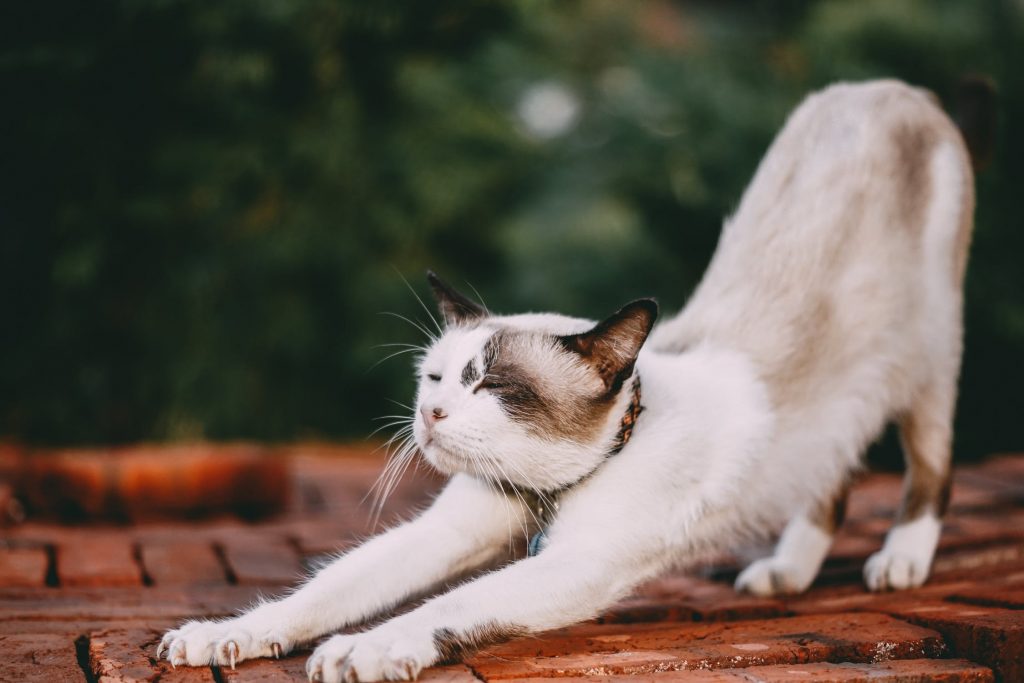 寝起きの鉄板法則 猫の背伸び 首と腰と寝具の話 千葉 茨城で枕 マットレス ふとんの品揃え最大級わたしん