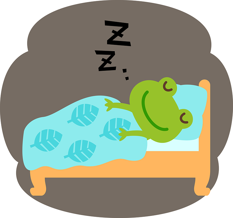 カエルの睡眠